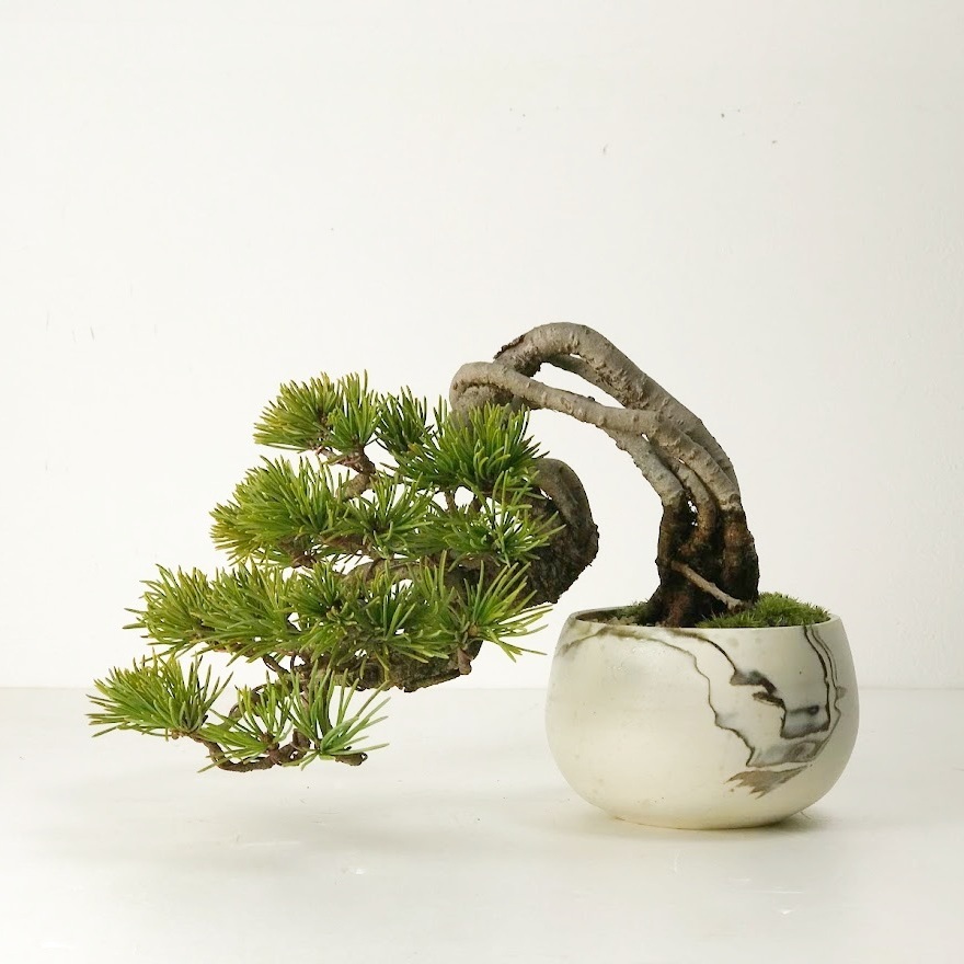 お値打ち　鉢セット　真柏【盆栽】懸崖　黒松　五葉松　紅葉　BONSAI