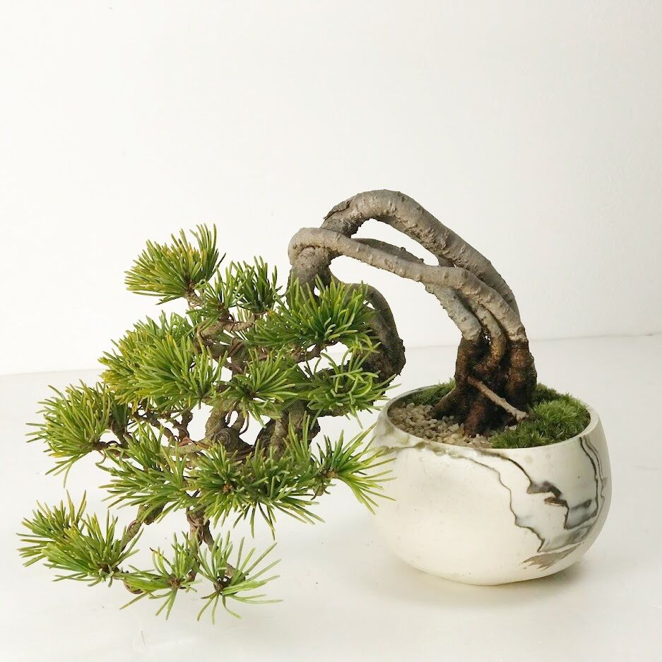 盆栽鉢 植木鉢 鉢 山野草 草もの盆栽 - 工芸品