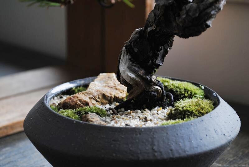 黒松　盆栽　石付け　クラマシダ　コケ 植物　インテリア　緑　鉢付き