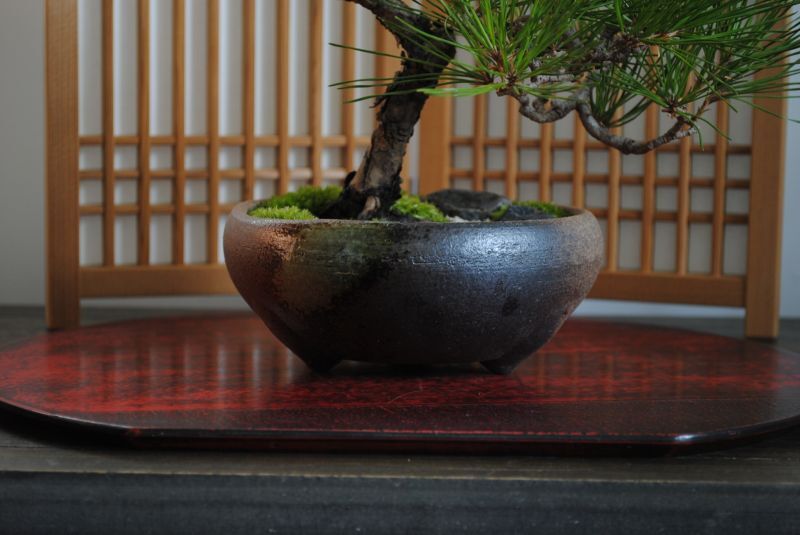 【ガチ盆栽】赤松　美姿　鉢:美芸　小品盆栽
