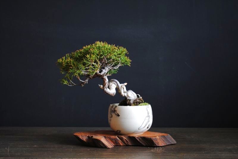 糸魚川真柏盆栽 良い鉢です。 - 植物/観葉植物