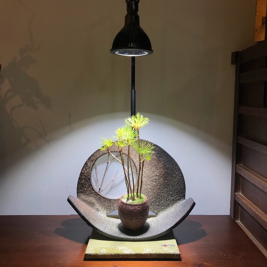 植物育成LED AMATERAS LED 20W 盆栽 苔玉の通販サイト インテリア盆栽 