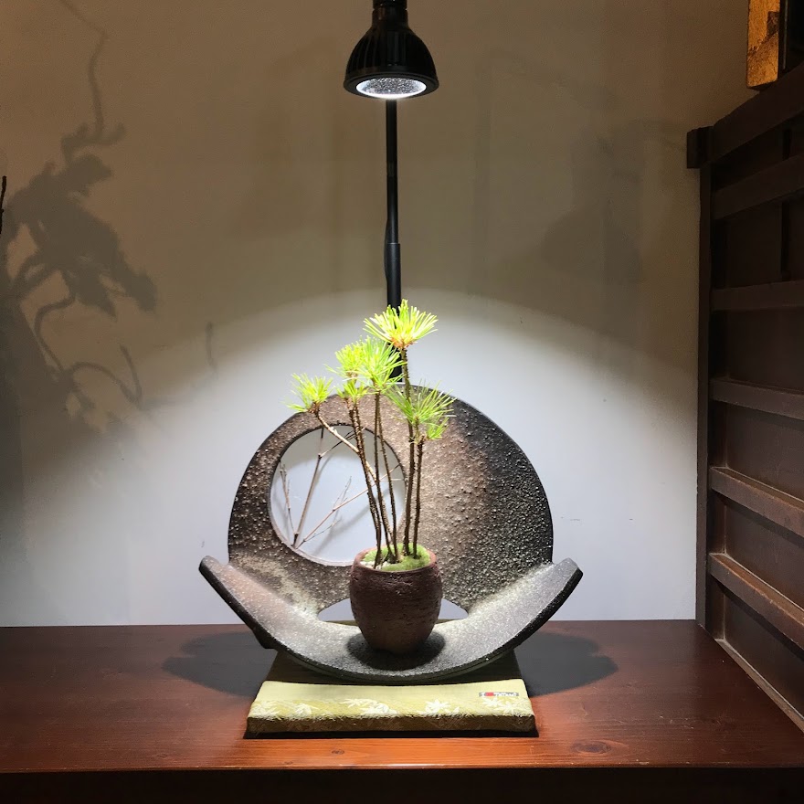 ◇アマテラス LED-10W / 植物育成ライト アガベ 多肉植物 アクアリウム ...